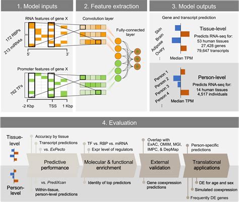 intorcator de gene|Deep learning decodes the principles of differential gene  .